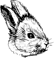 Obraz premium a image of a rabbit with long ears