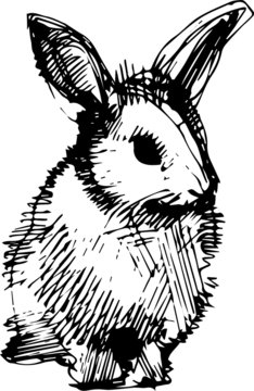 image of a rabbit with long ears