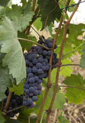 RACIMOS DE UVAS NEGRAS,  Cluster of grapes