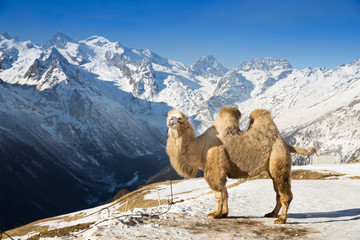 camel in the mountains