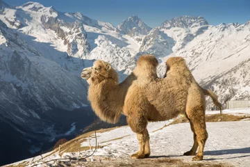 Foto op Plexiglas Kameel kameel in de bergen