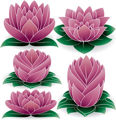 Lotus Set Colored 2
