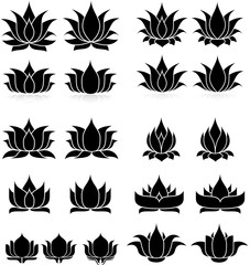 illustration of great lotus