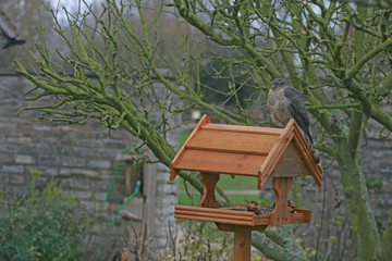 Sparrowhawk, Accipiter nisus