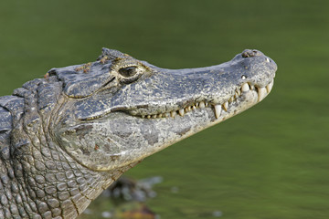 Spectacled caiman, Caiman crocodilus,