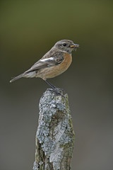 Stonechat,  Saxicola torquata