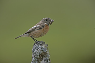 Stonechat,  Saxicola torquata