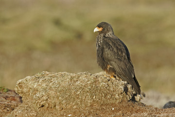 Striated caracara, Phalcoboenus australis