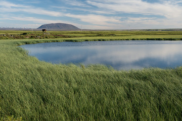Reed-Covered Shore at Myvatn, Iceland