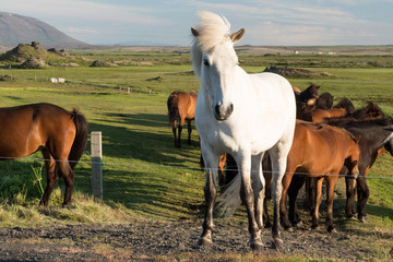Fototapeta na wymiar Icelandic Horses on a Meadow at Myvatn