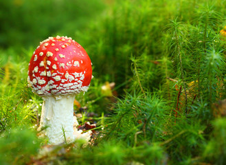 The Fly Agaric or Fly Amanita (Amanita muscaria).