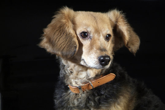 cane italiano 5976