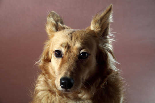 cane italiano 2442