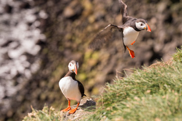 Puffins, Iceland
