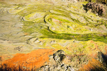 Colorful Algae at Hveragerdi, Iceland