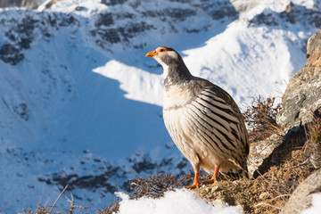 Mountain Chicken, Himalaya, Nepal