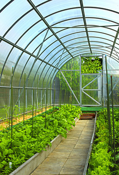 Vegetables in greenhouse