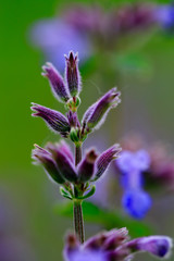 Herbal Garden - flowering sage in the garden