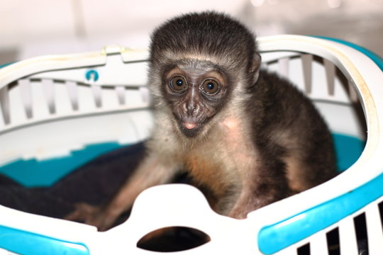B&eacute;b&eacute; cercopith&egrave;que Diane de Roloway