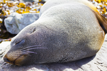 Fototapeta premium Kaikoura fur Seal