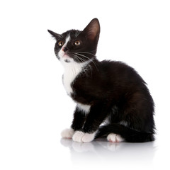 Scared Black and white kitten sits on a white background.