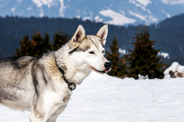 Siberian Husky in the snow