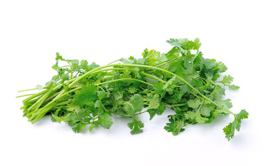 Coriander on white background