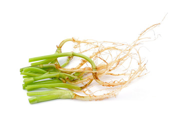 Green coriander root put on a white background