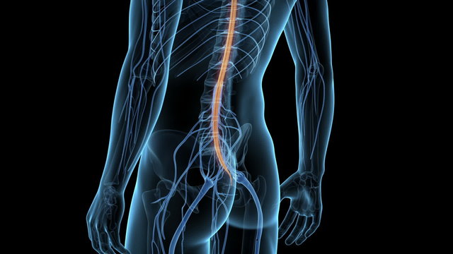 Medical animation - spinal cord