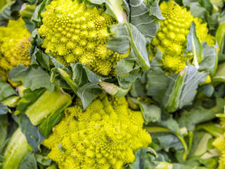 Cavolfiore (Brassica oleracea botrytis)