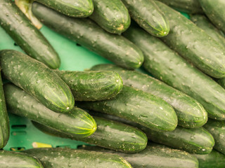 Cetriolo (Cucumis sativus)