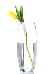 One separated tulip flower in wase with water.