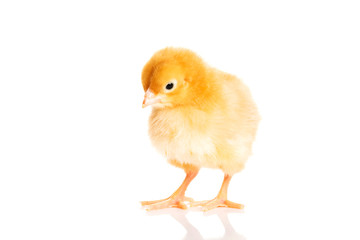 Small yellow Easter chick.