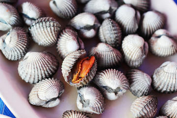 Close up of fresh cockle