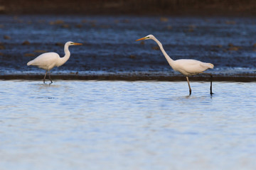 Fototapeta premium bird
