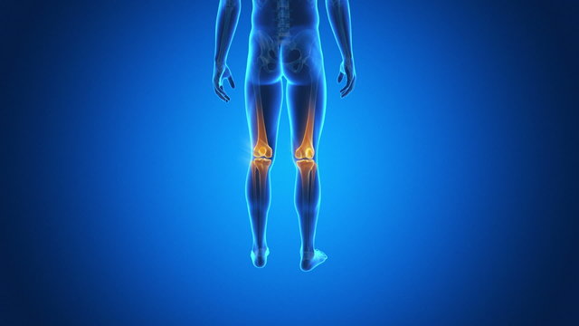 Medical animation of the human skeleton