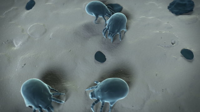 Medical animation of a dust mite
