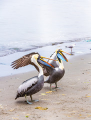 Pelicans on Ballestas Islands,Peru  South America in Paracas