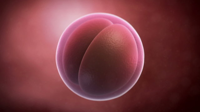 Human cell - 2 cell stage