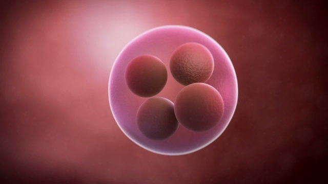 Human cell - 4 cell stage