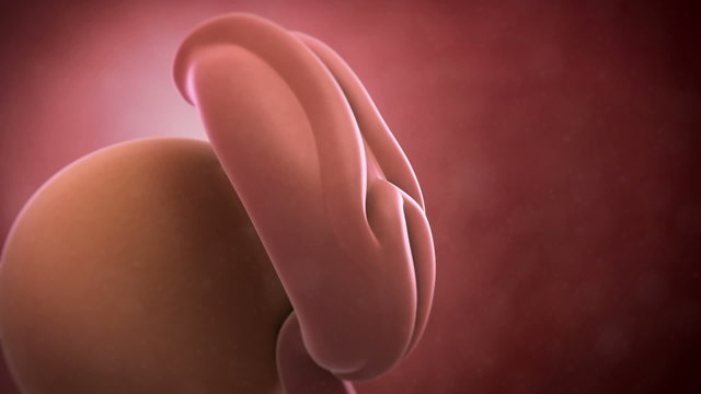 Fetus animation - week 4