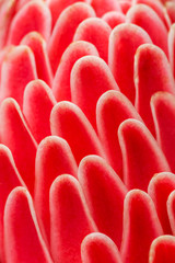 Fototapeta premium Macro shot of the petals of a red flower