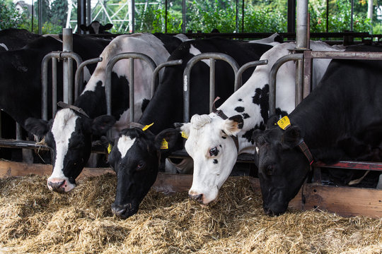 Cows on Farm