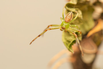 Diaea dorsata