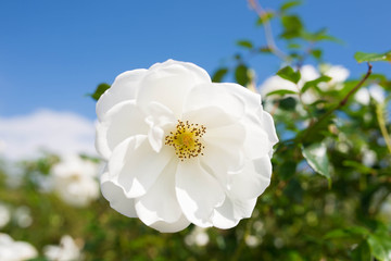 白いバラ