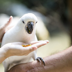 cockatoo