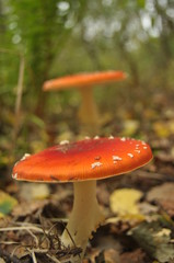 Red toadstool mushroom in the forest while, inedible, poisonous