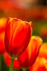Orange tulips.