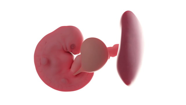 Loopable fetus rotation animation - week 6
