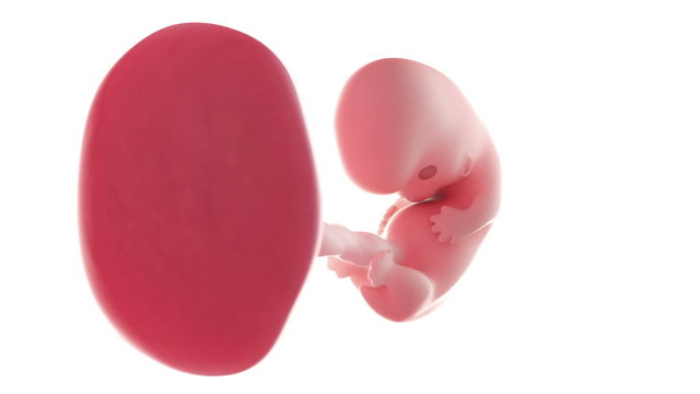 Loopable fetus rotation animation - week 8